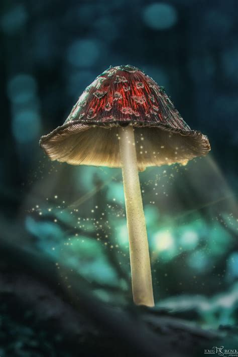 Using Toadstools in the Crystal Garden for DIY Crafts and Decorations